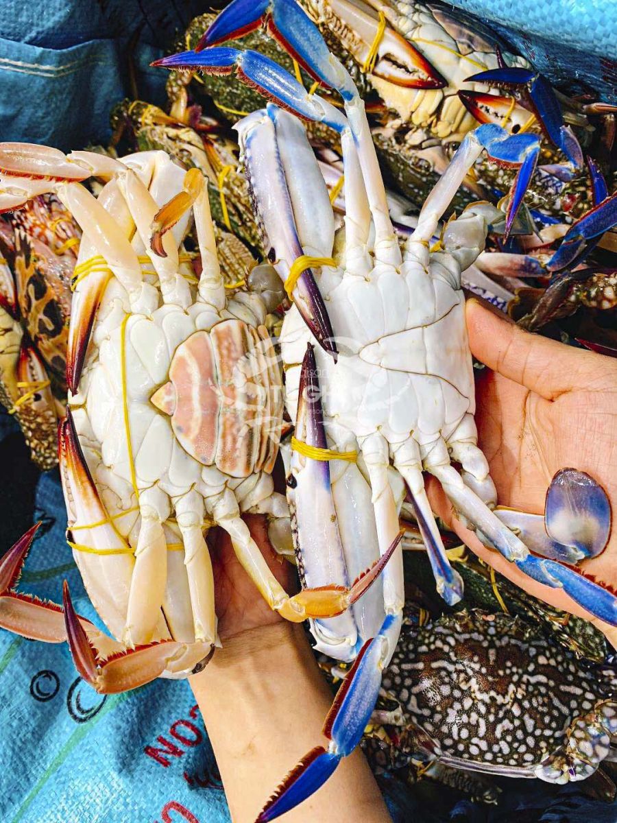 ghẹ phú quốc ghẹ phs quốc